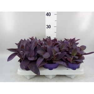 Tradescantia   ...