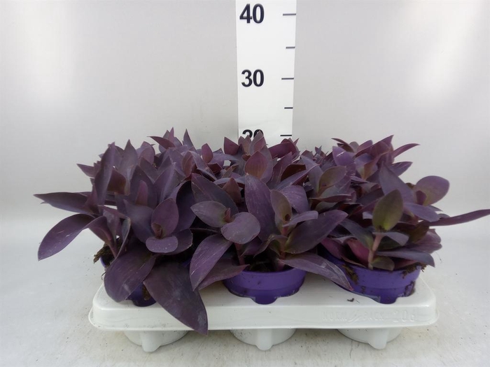 <h4>Tradescantia   ...</h4>