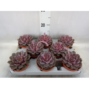 Echeveria   ...