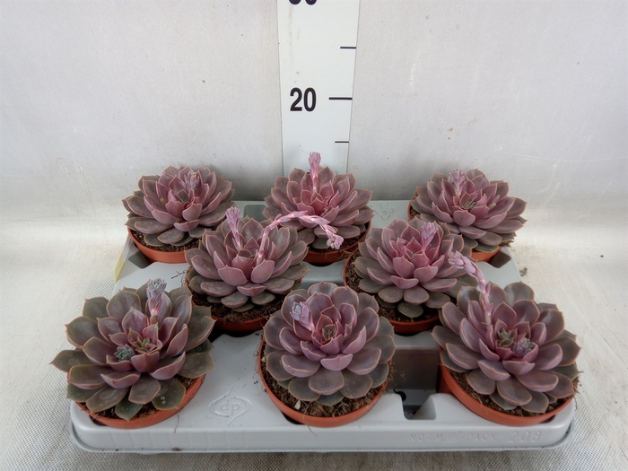 <h4>Echeveria   ...</h4>