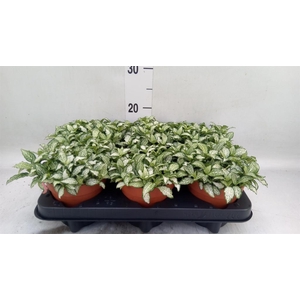 Fittonia  'Mosaic White Forest Fla'