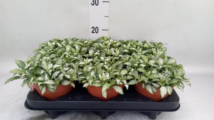 <h4>Fittonia 'Mosaic White Forest Fla'</h4>