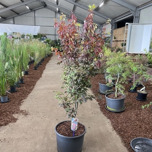 Acer palmatum Bloodgood