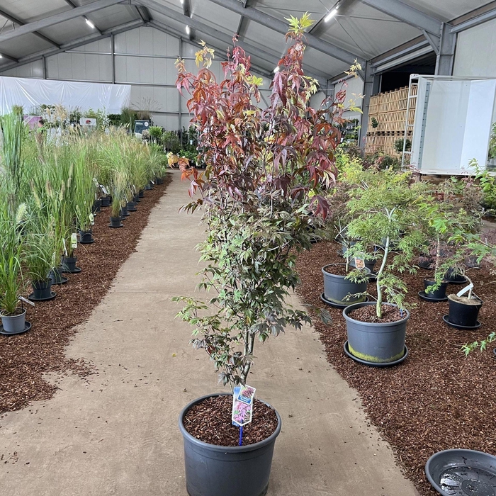 <h4>Acer palmatum Bloodgood</h4>