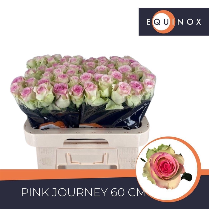 <h4>Rosa grootbloemig Pink Journey</h4>