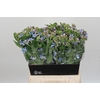 Oxypetalum Tweedia Blue