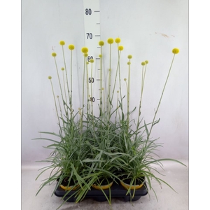 Craspedia globosa 'Golf Beauty'