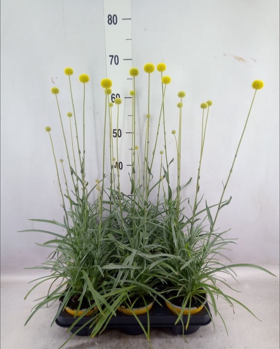 <h4>Craspedia globosa 'Golf Beauty'</h4>