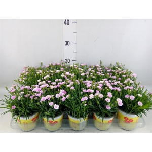 Dianthus allw. 'Lucky Lips'  ..mix