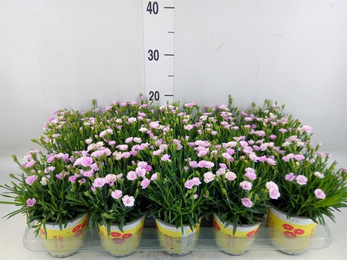 <h4>Dianthus allw. 'Lucky Lips'  ..mix</h4>
