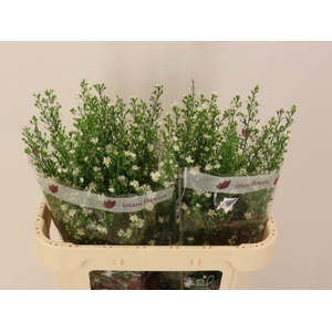 AST MONTE CASINO IMP