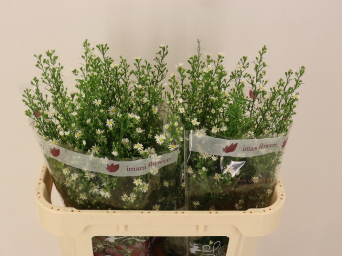 <h4>AST MONTE CASINO IMP</h4>