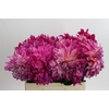Dahlia Cafe Au Lait Rose