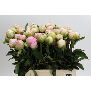 Paeonia Dinner Plate
