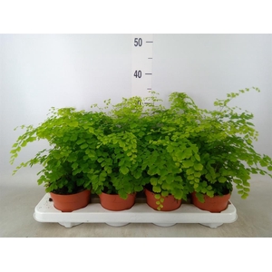 Adiantum raddi. 'Fragrans'