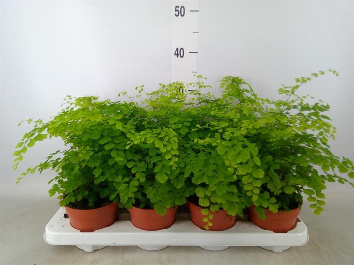 <h4>Adiantum raddi. 'Fragrans'</h4>