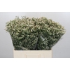 Limonium China White