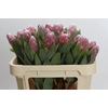 Protea Penny Pink