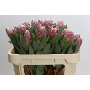 Protea Penny Pink