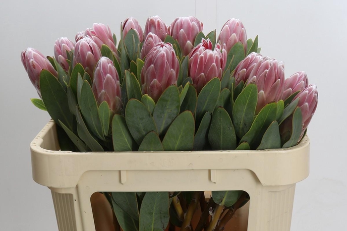 <h4>Protea Penny Pink</h4>