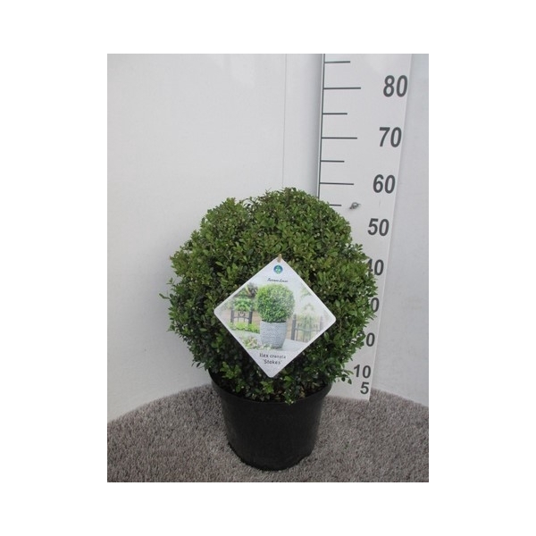 <h4>Ilex crenata Stokes 35 cm bol P30</h4>