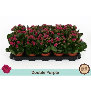 Kalanchoë Double Purple - no sleeve