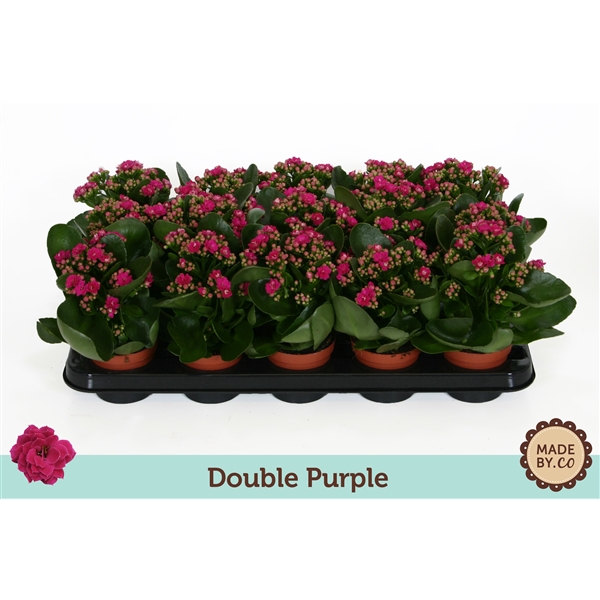 <h4>Kalanchoë Double Purple - no sleeve</h4>