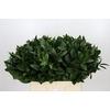 Ruscus Hypophyllum