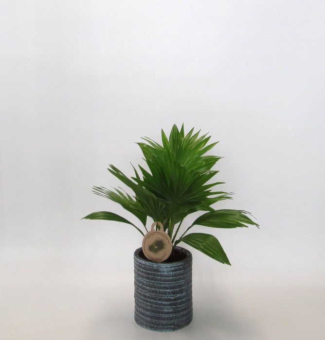 <h4>Livistona rotundifolia in Nora</h4>