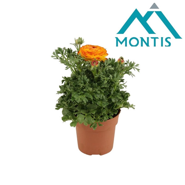 <h4>Ranunculus Sprinkles Orange Fire 10,5 cm</h4>