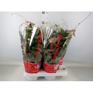 Aeschynanthus marmoratus