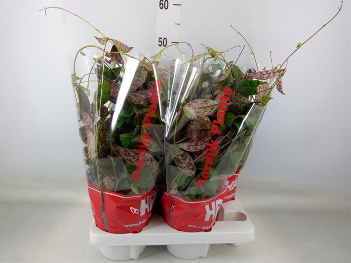 <h4>Aeschynanthus marmoratus</h4>