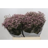 Limonium sinensis Blush Diamond