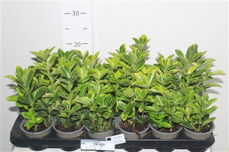 <h4>Euonymus Ja Marieke</h4>