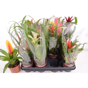 BROMELIA GEM 12 SRT