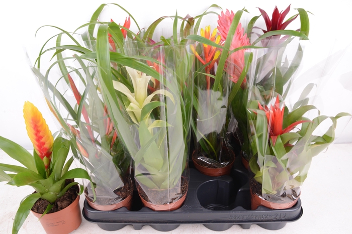 <h4>BROMELIA GEM 12 SRT</h4>
