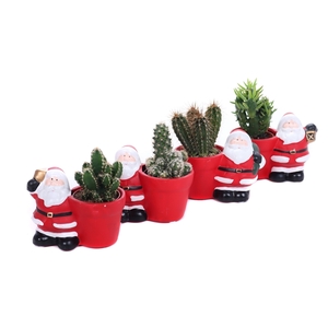 Cactus kerstman planter 5,5 cm