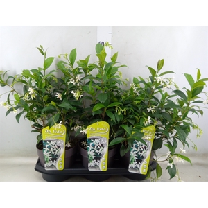 Trachelospermum jasm.
