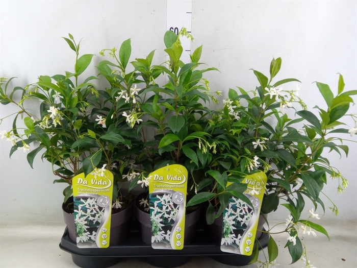 <h4>Trachelospermum jasm.</h4>