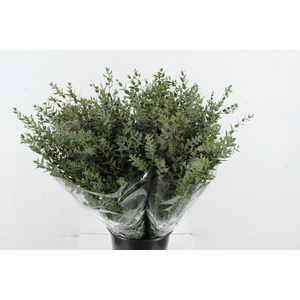 EUC PARVIFOLIA 300GR