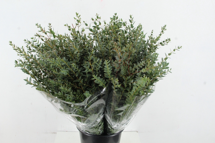 <h4>EUC PARVIFOLIA 300GR</h4>