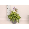 vaste planten 19 cm  Aquilegia Deep Blue & White