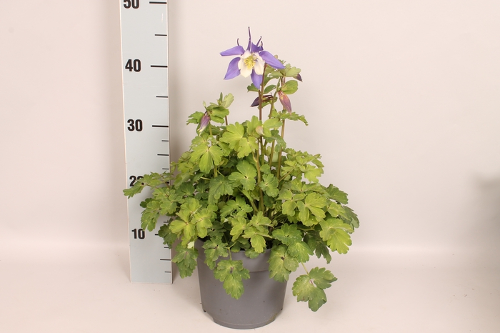 vaste planten 19 cm  Aquilegia Deep Blue & White