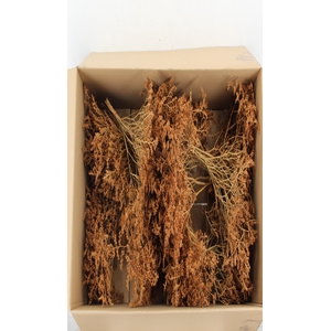 DF Gonio Tataricum Bs Caramel 30cm