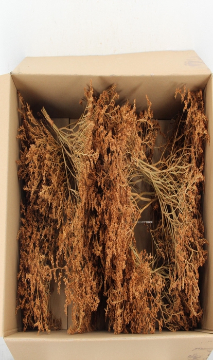 <h4>DF Gonio Tataricum Bs Caramel 30cm</h4>