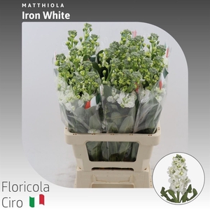 Matthiola Iron White