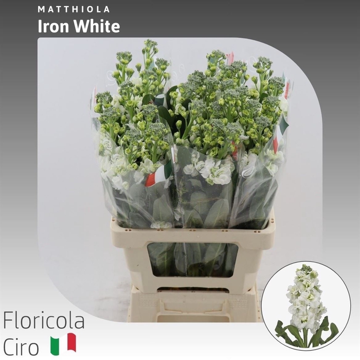 <h4>Matthiola Iron White</h4>