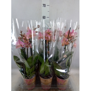 Phalaenopsis multi. 'Ant Treviso'