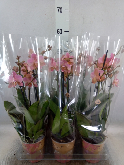 <h4>Phalaenopsis multi. 'Ant Treviso'</h4>