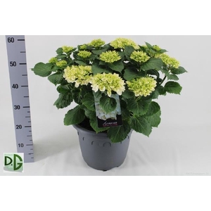 HYDR M CRYSTAL PALAC